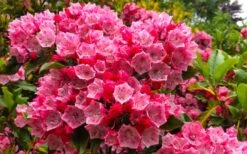 Olympic Fire Mountain Laurel (Kalmia Latifolia) - 3 Gallon Pot 12 Olympic Fire Mountain Laurel (Kalmia Latifolia) - 3 Gallon Pot -Healthy Plant Shop kalmia latifolia olympic fire mountain laurel 11