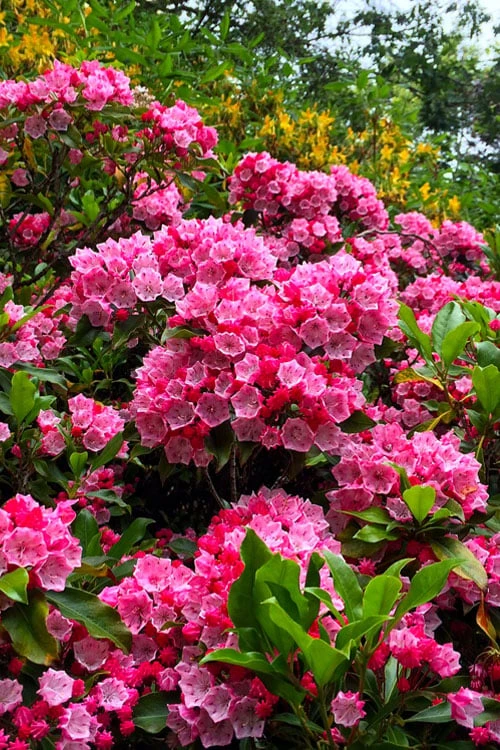 Olympic Fire Mountain Laurel (Kalmia Latifolia) - 3 Gallon Pot 6 Olympic Fire Mountain Laurel (Kalmia Latifolia) - 3 Gallon Pot - Image 6