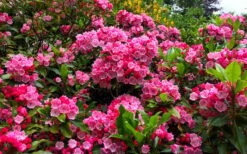 Olympic Fire Mountain Laurel (Kalmia Latifolia) - 3 Gallon Pot 11 Olympic Fire Mountain Laurel (Kalmia Latifolia) - 3 Gallon Pot -Healthy Plant Shop kalmia latifolia olympic fire mountain laurel 14