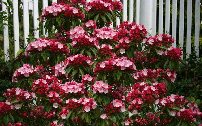 Olympic Fire Mountain Laurel (Kalmia Latifolia) - 3 Gallon Pot 8 Olympic Fire Mountain Laurel (Kalmia Latifolia) - 3 Gallon Pot - Image 8