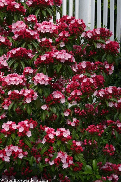 Olympic Fire Mountain Laurel (Kalmia Latifolia) - 3 Gallon Pot 7 Olympic Fire Mountain Laurel (Kalmia Latifolia) - 3 Gallon Pot - Image 7