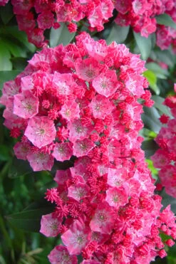 Front Page 36 Pink Charm Mountain Laurel (Kalmia Latifolia) - 3 Gallon Pot