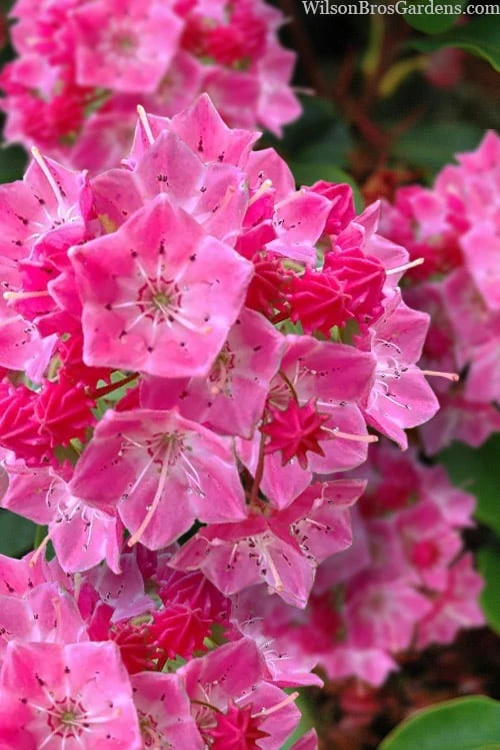 Show Time Mountain Laurel (Kalmia Latifolia) - 3 Gallon Pot 1 Show Time Mountain Laurel (Kalmia Latifolia) - 3 Gallon Pot