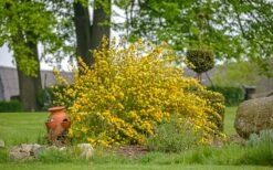 Japanese Marigold Bush - Kerria Japonica 'Pleniflora' - 1 Gallon Pot 12 Japanese Marigold Bush - Kerria Japonica 'Pleniflora' - 1 Gallon Pot -Healthy Plant Shop kerria japonica plenaflora japanese rose 1