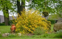 Japanese Marigold Bush - Kerria Japonica 'Pleniflora' - 3 Gallon Pot 13 Japanese Marigold Bush - Kerria Japonica 'Pleniflora' - 3 Gallon Pot -Healthy Plant Shop kerria japonica plenaflora japanese rose 3 1