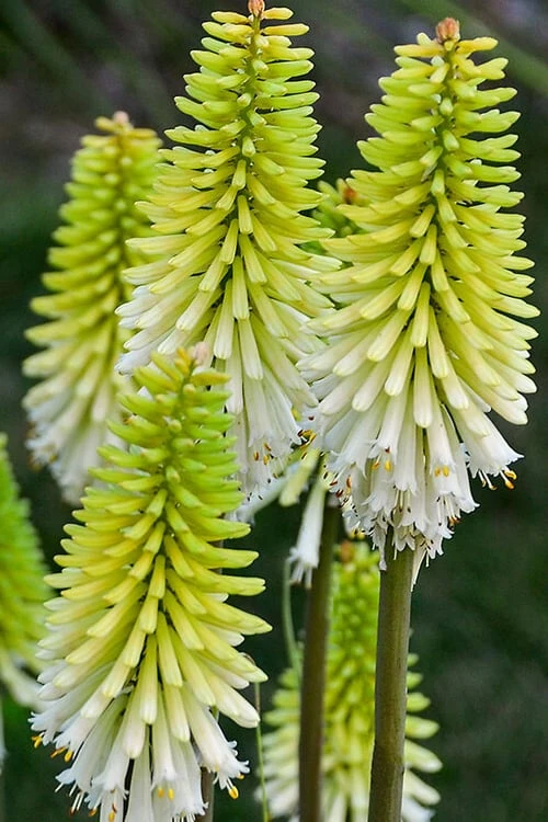 Lady Luck Kniphofia (Red Hot Poker) - 1 Gallon Pot 5 Lady Luck Kniphofia (Red Hot Poker) - 1 Gallon Pot - Image 5