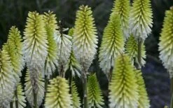 Lady Luck Kniphofia (Red Hot Poker) - 1 Gallon Pot 10 Lady Luck Kniphofia (Red Hot Poker) - 1 Gallon Pot -Healthy Plant Shop kniphofia lady luck 800x500 1