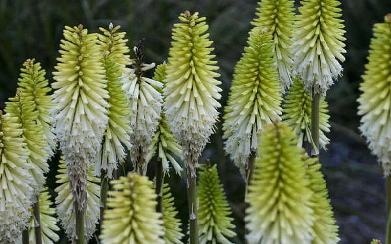 Lady Luck Kniphofia (Red Hot Poker) - 1 Gallon Pot 4 Lady Luck Kniphofia (Red Hot Poker) - 1 Gallon Pot - Image 4
