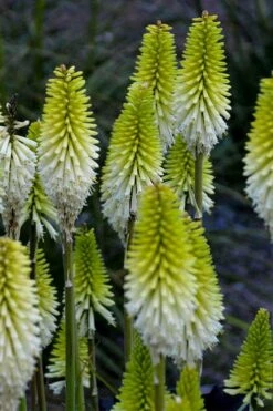 Lady Luck Kniphofia (Red Hot Poker) - 1 Gallon Pot 12 Lady Luck Kniphofia (Red Hot Poker) - 1 Gallon Pot -Healthy Plant Shop kniphofia lady luck red hot poker 2