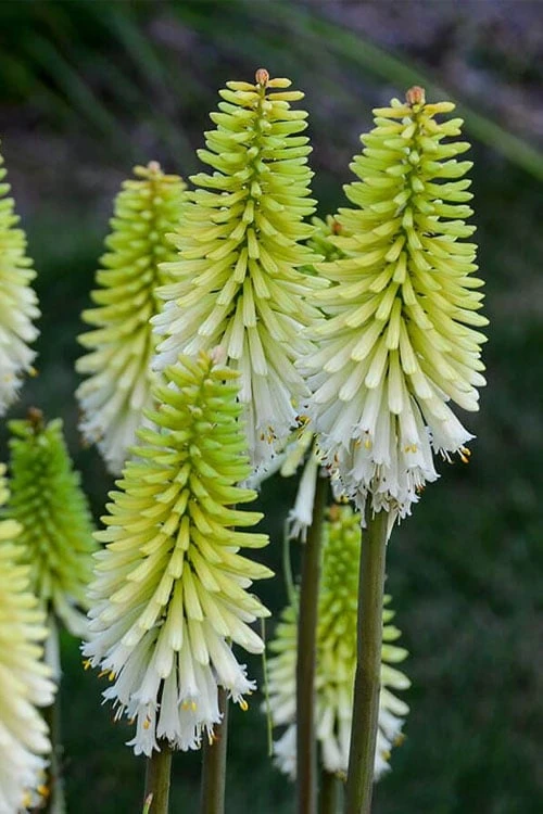 Lady Luck Kniphofia (Red Hot Poker) - 1 Gallon Pot 1 Lady Luck Kniphofia (Red Hot Poker) - 1 Gallon Pot