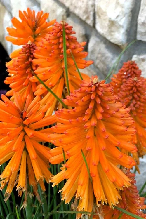 Poco Orange Red Hot Poker (Kniphofia) - 1 Gallon Pot 1 Poco Orange Red Hot Poker (Kniphofia) - 1 Gallon Pot
