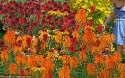Poco Orange Red Hot Poker (Kniphofia) - 1 Gallon Pot 9 Poco Orange Red Hot Poker (Kniphofia) - 1 Gallon Pot -Healthy Plant Shop kniphofia poco orange red hot poker 7
