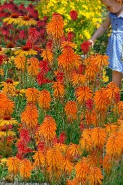 Poco Orange Red Hot Poker (Kniphofia) - 1 Gallon Pot 8 Poco Orange Red Hot Poker (Kniphofia) - 1 Gallon Pot -Healthy Plant Shop kniphofia poco orange red hot poker 9