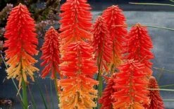 Poco Sunset Red Hot Poker (Kniphofia) - 1 Gallon Pot -Healthy Plant Shop kniphofia poco sunset red hot poker 5