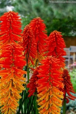 Poco Sunset Red Hot Poker (Kniphofia) - 1 Gallon Pot -Healthy Plant Shop knophofia poco sunset red hot poker 1