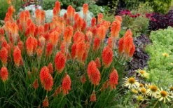 Poco Sunset Red Hot Poker (Kniphofia) - 1 Gallon Pot -Healthy Plant Shop knophofia poco sunset red hot poker 2