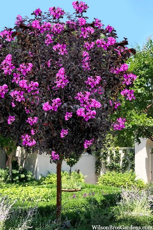 Black Diamond 'Purely Purple' Crape Myrtle Tree (Single Trunk) - 7 Gallon Pot 1 Black Diamond 'Purely Purple' Crape Myrtle Tree (Single Trunk) - 7 Gallon Pot