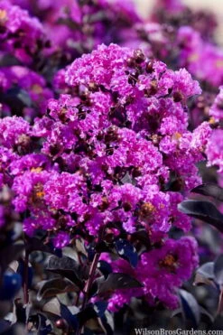 Black Diamond 'Purely Purple' Crape Myrtle Tree (Single Trunk) - 7 Gallon Pot 7 Black Diamond 'Purely Purple' Crape Myrtle Tree (Single Trunk) - 7 Gallon Pot -Healthy Plant Shop lagestroemia indica purely purple black diamond crape myrtle 1