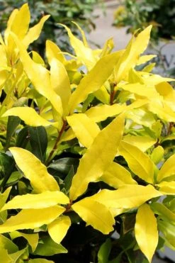 Sicilian Sunshine Sweet Bay Laurel (Laurus Nobilis) - 1 Gallon Pot -Healthy Plant Shop laurus nobilis sicilian sunshine sweet bay laurel 2