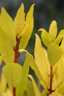 Sicilian Sunshine Sweet Bay Laurel (Laurus Nobilis) - 1 Gallon Pot -Healthy Plant Shop laurus nobilis sicilian sunshine sweet bay laurel 5