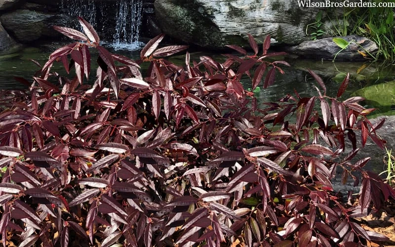 Rejoyce Coast Leucothoe (Leucothoe Axillaris) - 3 Gallon Pot 4 Rejoyce Coast Leucothoe (Leucothoe Axillaris) - 3 Gallon Pot - Image 4