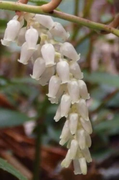 Rejoyce Coast Leucothoe (Leucothoe Axillaris) - 3 Gallon Pot 12 Rejoyce Coast Leucothoe (Leucothoe Axillaris) - 3 Gallon Pot -Healthy Plant Shop leucothoe axillaris rejoyce 11