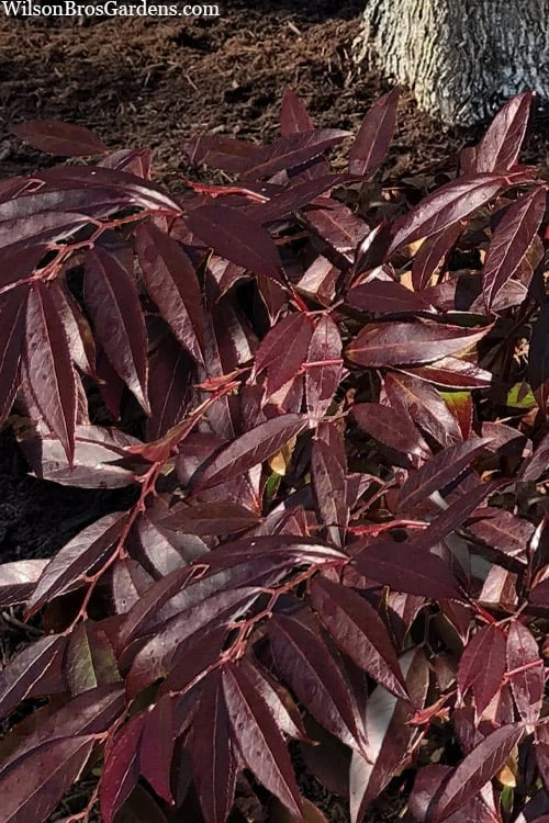 Rejoyce Coast Leucothoe (Leucothoe Axillaris) - 3 Gallon Pot 1 Rejoyce Coast Leucothoe (Leucothoe Axillaris) - 3 Gallon Pot