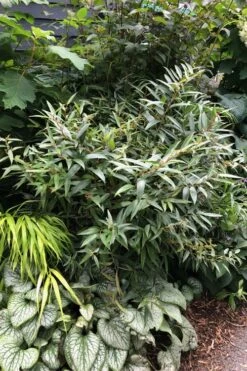 Rejoyce Coast Leucothoe (Leucothoe Axillaris) - 3 Gallon Pot 11 Rejoyce Coast Leucothoe (Leucothoe Axillaris) - 3 Gallon Pot -Healthy Plant Shop leucothoe axillaris rejoyce 7