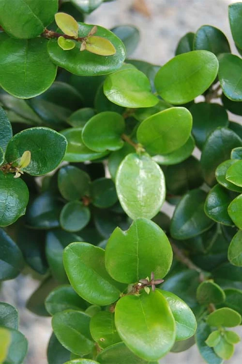 Little Moon Ligustrum - 1 Gallon Pot 7 Little Moon Ligustrum - 1 Gallon Pot - Image 7