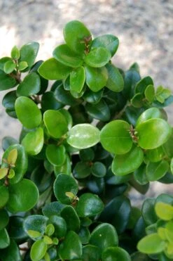 Little Moon Ligustrum - 1 Gallon Pot 11 Little Moon Ligustrum - 1 Gallon Pot -Healthy Plant Shop ligustrum little moon privet 1 1