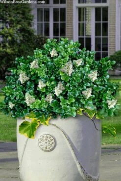 Little Moon Ligustrum - 6 Pack Of 1 Gallon Pots