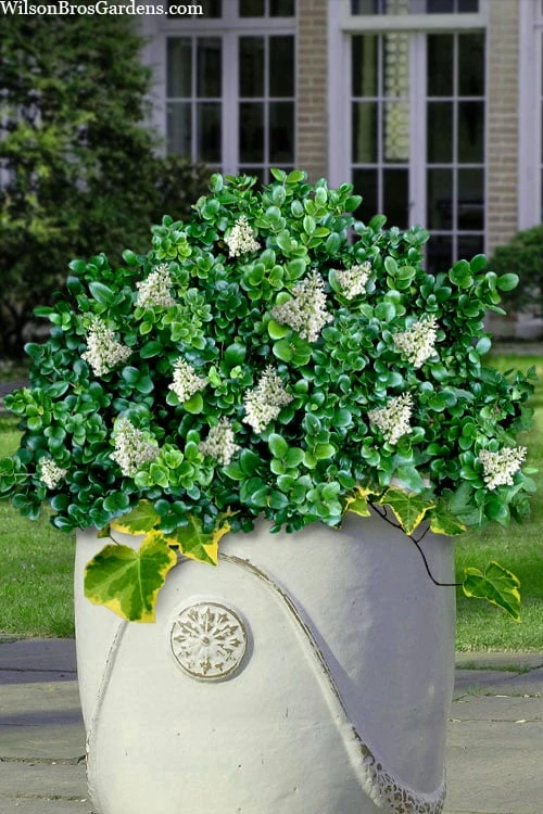 Little Moon Ligustrum - 6 Pack Of 1 Gallon Pots 1 Little Moon Ligustrum - 6 Pack Of 1 Gallon Pots