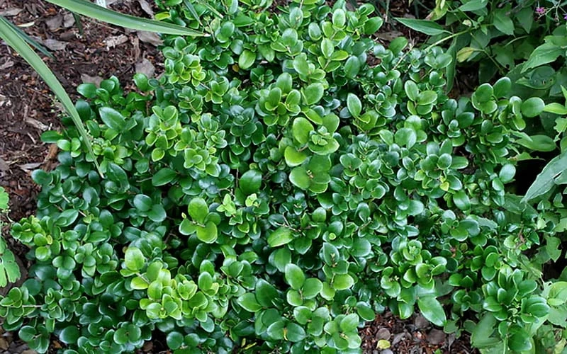 Little Moon Ligustrum - 6 Pack Of 1 Gallon Pots 6 Little Moon Ligustrum - 6 Pack Of 1 Gallon Pots - Image 6