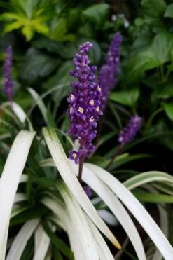 Okina Liriope (Frosted Monkey Grass) - 1 Gallon Pot -Healthy Plant Shop liriope muscari okina lilyturf 4