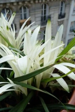 Okina Liriope (Frosted Monkey Grass) - 1 Gallon Pot -Healthy Plant Shop liriope muscari okina lilyturf 5