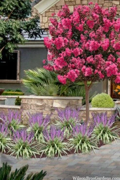 Variegated Liriope - Monkey Grass / Lilyturf - 6 Pack Of Pint Pots -Healthy Plant Shop liriope muscari variegata variegated liriope lilyturf 2