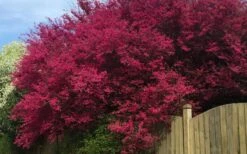 Zhuzhou Loropetalum (Chinese Fringeflower) - 3 Gallon Pot -Healthy Plant Shop loropetalum chinense zhu zhou 100