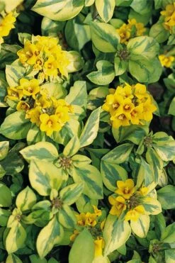 Waikiki Sunset Lysimachia - 5 Pack Of Quart Pots -Healthy Plant Shop lysimachia