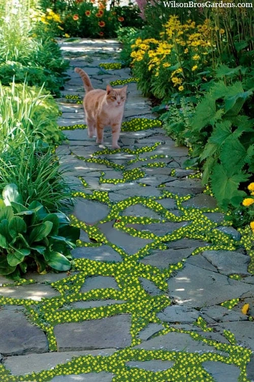 Yellow Star Creeper (Lysimachia Japonica Var. Minutissima) - 5 Pack Of Pint Pots 1 Yellow Star Creeper (Lysimachia Japonica Var. Minutissima) - 5 Pack Of Pint Pots