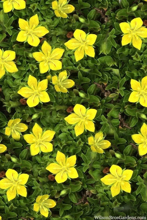 Yellow Star Creeper (Lysimachia Japonica Var. Minutissima) - 5 Pack Of Pint Pots 3 Yellow Star Creeper (Lysimachia Japonica Var. Minutissima) - 5 Pack Of Pint Pots - Image 3