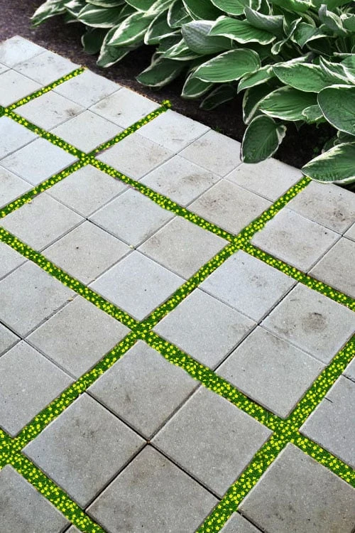 Yellow Star Creeper (Lysimachia Japonica Var. Minutissima) - 5 Pack Of Pint Pots 4 Yellow Star Creeper (Lysimachia Japonica Var. Minutissima) - 5 Pack Of Pint Pots - Image 4