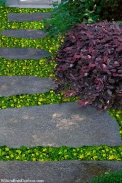 Yellow Star Creeper (Lysimachia Japonica Var. Minutissima) - 5 Pack Of Pint Pots 9 Yellow Star Creeper (Lysimachia Japonica Var. Minutissima) - 5 Pack Of Pint Pots -Healthy Plant Shop lysimachia japonica minutissima dwarf creeping jenny 300