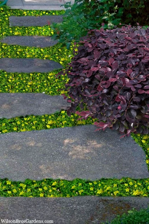 Yellow Star Creeper (Lysimachia Japonica Var. Minutissima) - 5 Pack Of Pint Pots 5 Yellow Star Creeper (Lysimachia Japonica Var. Minutissima) - 5 Pack Of Pint Pots - Image 5