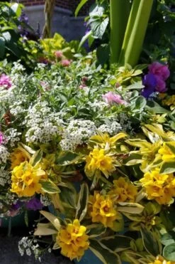 Waikiki Sunset Lysimachia - 5 Pack Of Quart Pots -Healthy Plant Shop lysimachia waikiki sunset 2