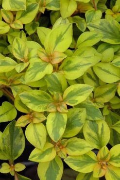 Waikiki Sunset Lysimachia - 5 Pack Of Quart Pots -Healthy Plant Shop lysimachia waikiki sunset 3
