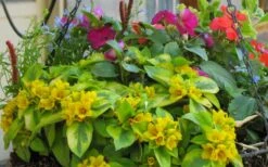 Waikiki Sunset Lysimachia - 5 Pack Of Quart Pots -Healthy Plant Shop lysimachia waikiki sunset 5
