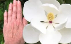 Edith Bogue Cold Hardy Evergreen Magnolia - 5 Gallon Pot 13 Edith Bogue Cold Hardy Evergreen Magnolia - 5 Gallon Pot -Healthy Plant Shop magnolia edith bogue 3