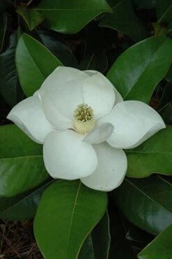 Edith Bogue Cold Hardy Evergreen Magnolia - 5 Gallon Pot 14 Edith Bogue Cold Hardy Evergreen Magnolia - 5 Gallon Pot -Healthy Plant Shop magnolia edith bogue 5