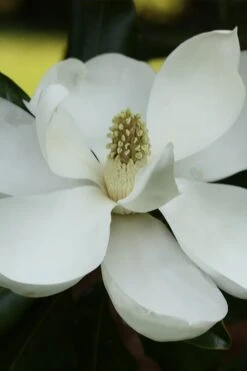 Edith Bogue Cold Hardy Evergreen Magnolia - 5 Gallon Pot 17 Edith Bogue Cold Hardy Evergreen Magnolia - 5 Gallon Pot -Healthy Plant Shop magnolia edith bogue 6 1