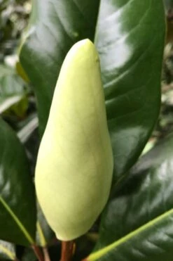 Edith Bogue Cold Hardy Evergreen Magnolia - 5 Gallon Pot 15 Edith Bogue Cold Hardy Evergreen Magnolia - 5 Gallon Pot -Healthy Plant Shop magnolia edith bogue bud 1
